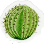 Les Cactus