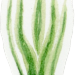 Les Cactus
