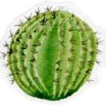 Les Cactus
