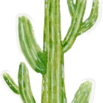 Les Cactus