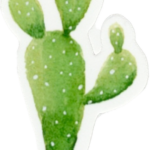 Les Cactus
