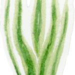 Les Cactus